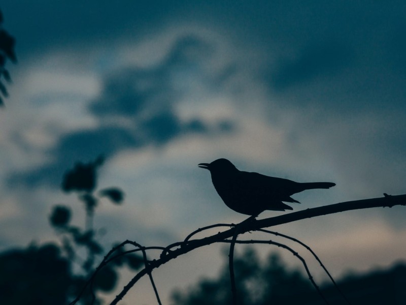 Stock photo of a bird at sunset.