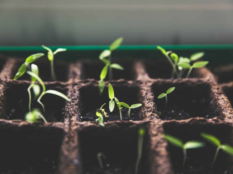 An image of plants growing, meant to represent the growth of other media organizations.