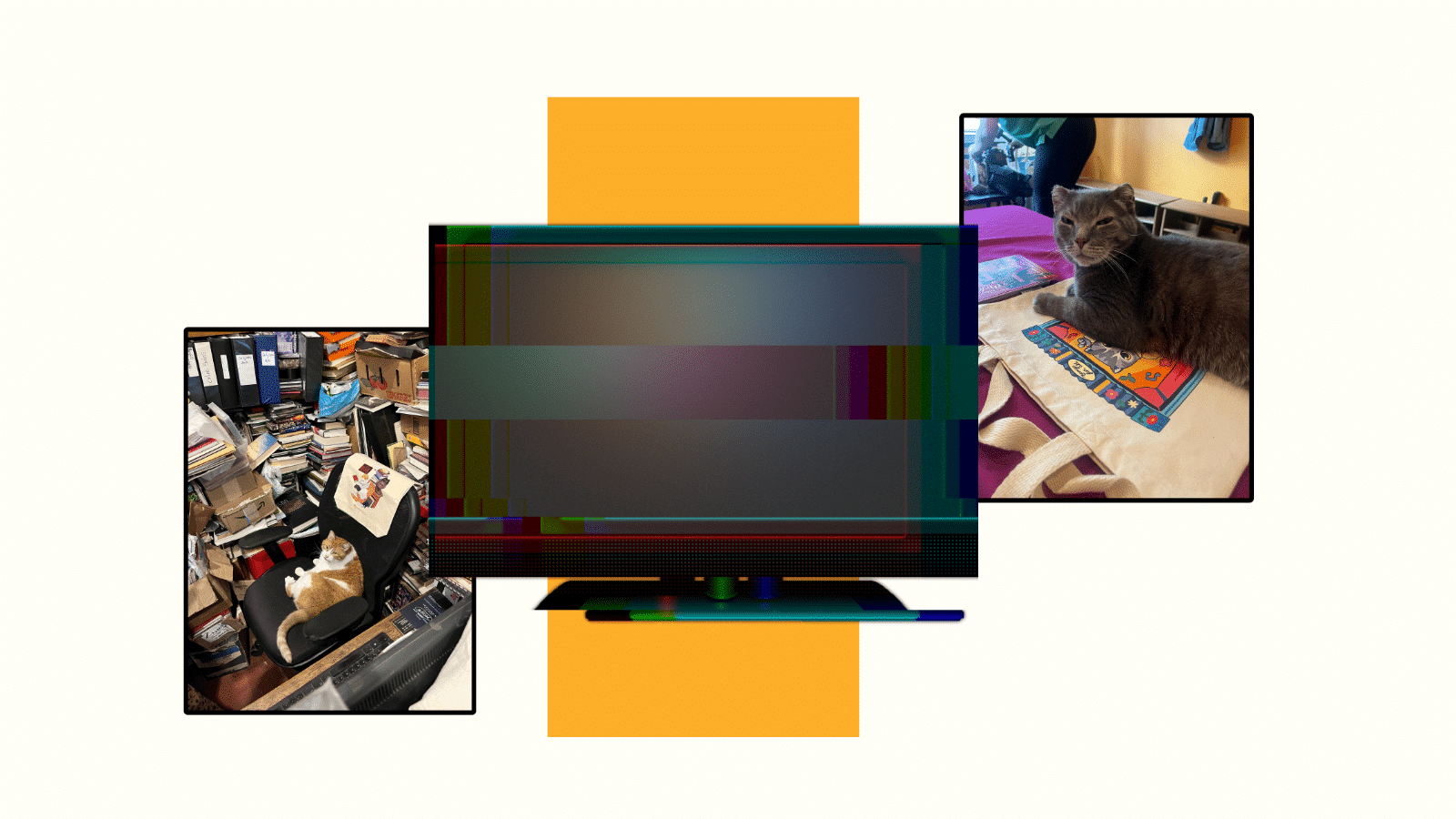 A blurred-out TV is framed by two photos of cats: on the left is an orange and white cat, Dr. Abraham Horatio Pickles, of the the Philadelphia bookstore The Book Trader. On the right is Sheldon of the Philadelphia Argentine Tango School, a gray cat with slightly narrowed eyes.