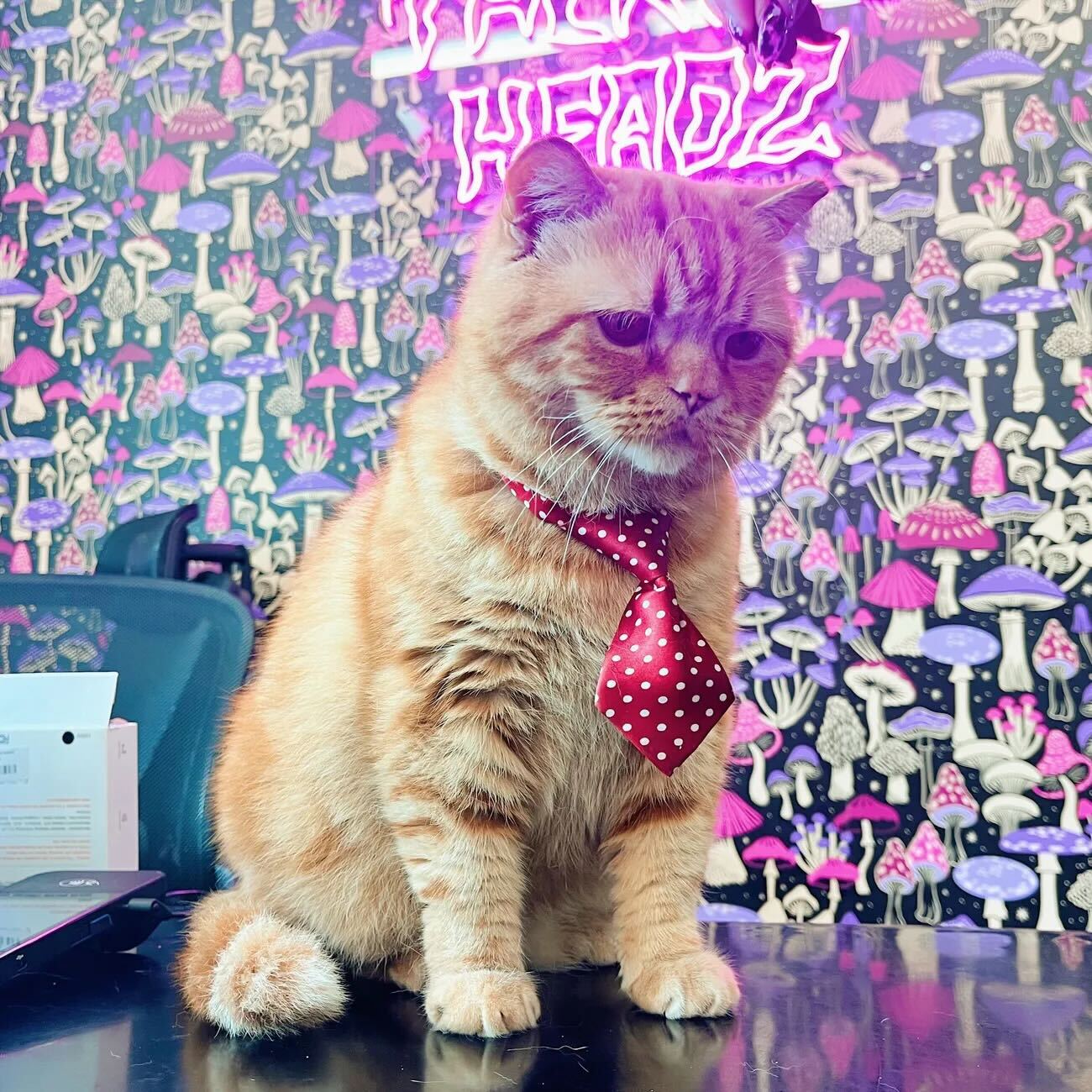 A small orange tabby cat wearing a red polka dot tie, in front of the Talking Headz salon logo. 